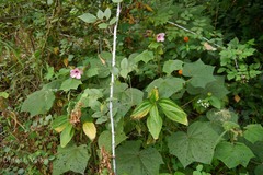 Abelmoschus angulosus var. angulosus